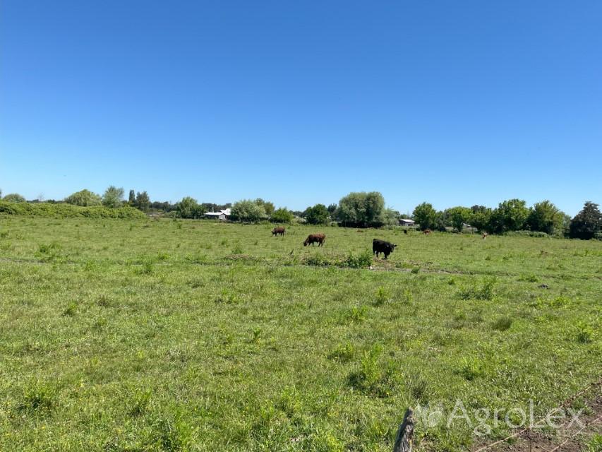 Venta Campo de 135 has, Dadinco, San Nicolás,  Ñuble