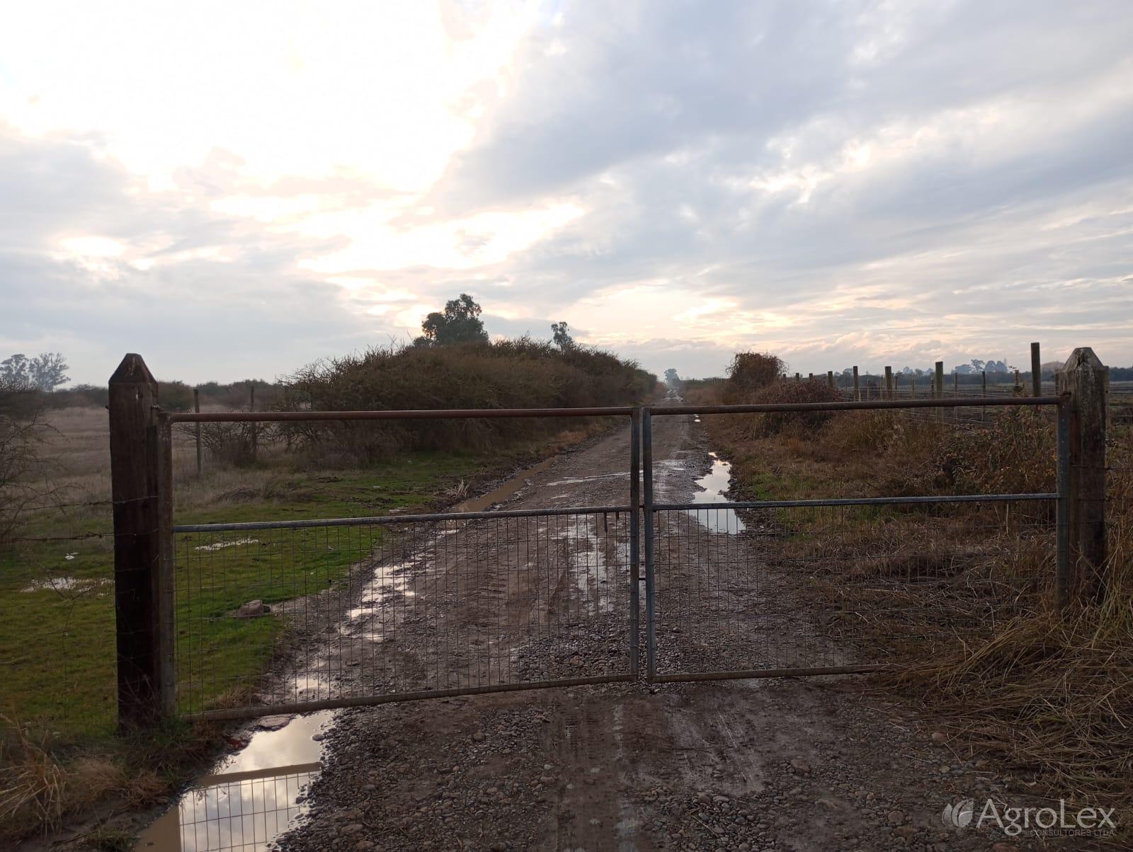 Venta Campo 279 has, Parral al Poniente